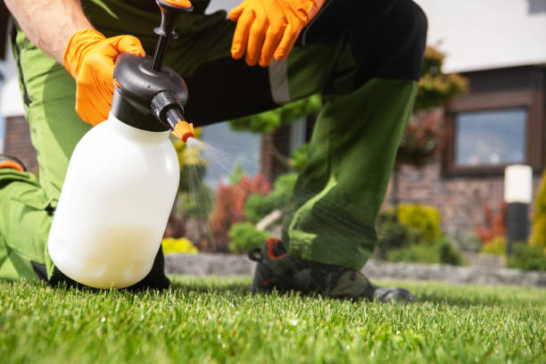 Best Termite Control Services  in Dike, IA