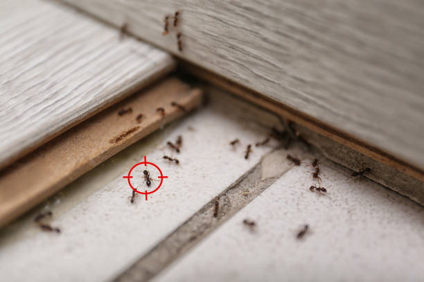 Best Ant Control Services  in Dike, IA