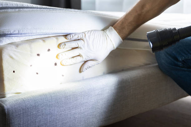 Best Flea Control Services  in Dike, IA